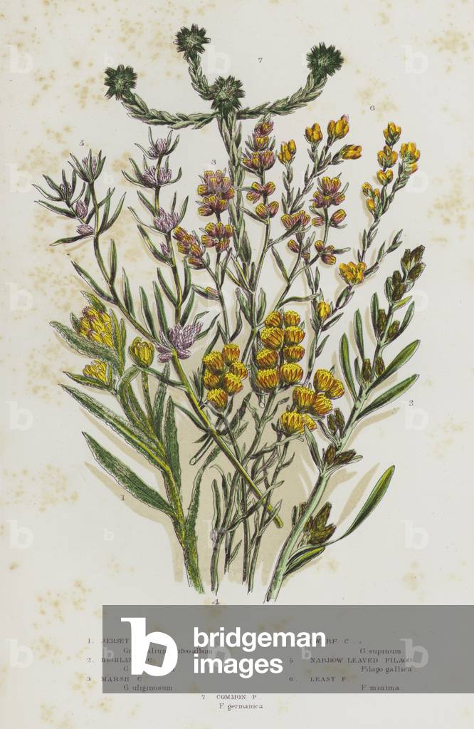 The Flowering Plants of Great Britain, c.1880 (litho)
