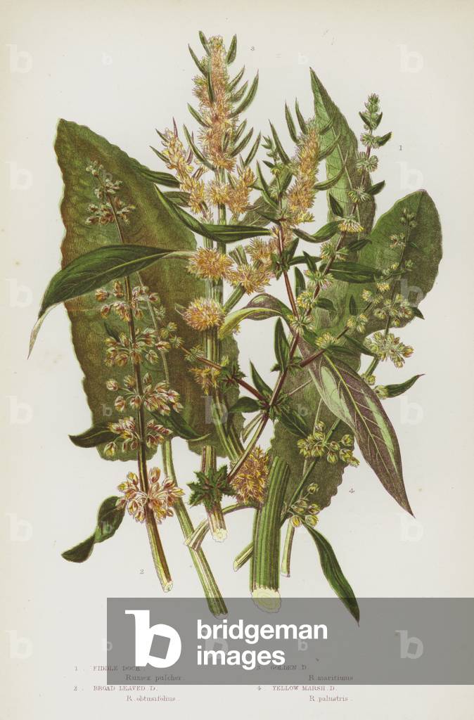 Flowering Plants of Great Britain: Fiddle Dock, Broad Leaved Dock, Golden Dock, Yellow Marsh Dock (colour litho)