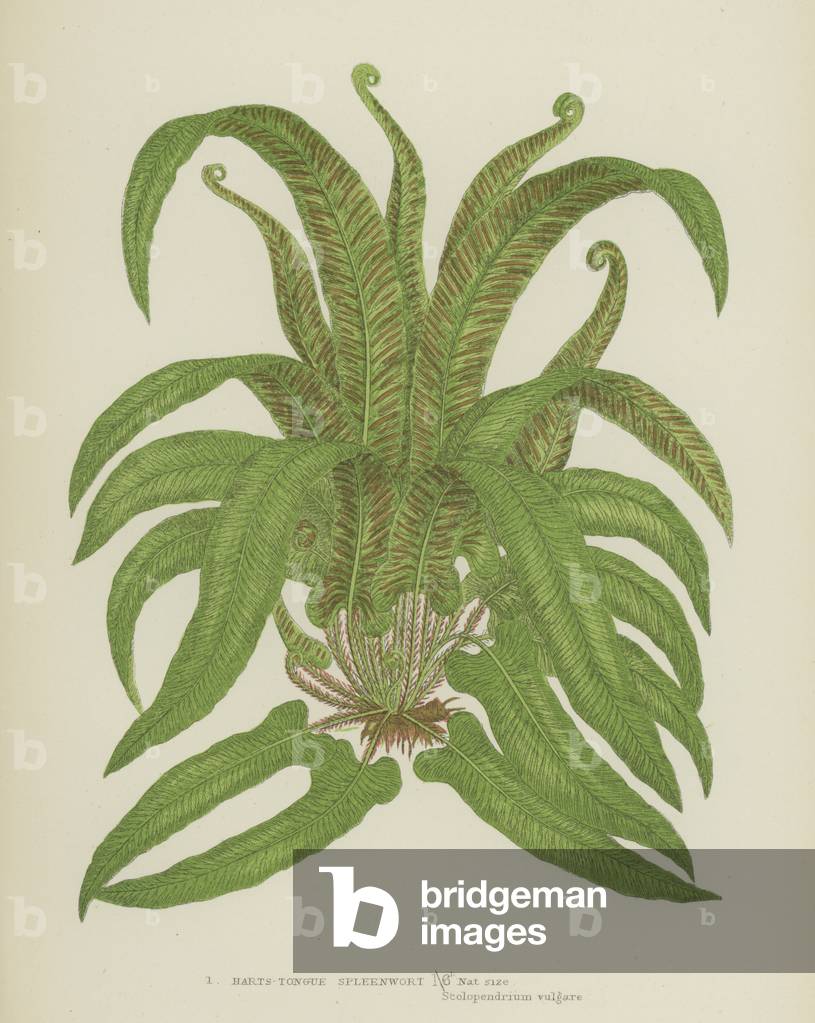 Harts-Tongue Spleenwort (colour litho)
