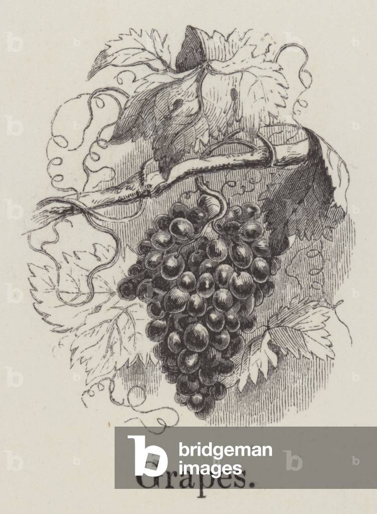 Grapes (engraving)
