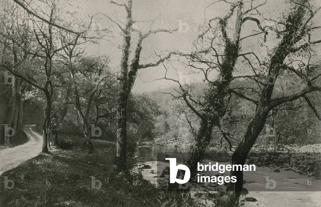 Bolton Woods (b/w photo)