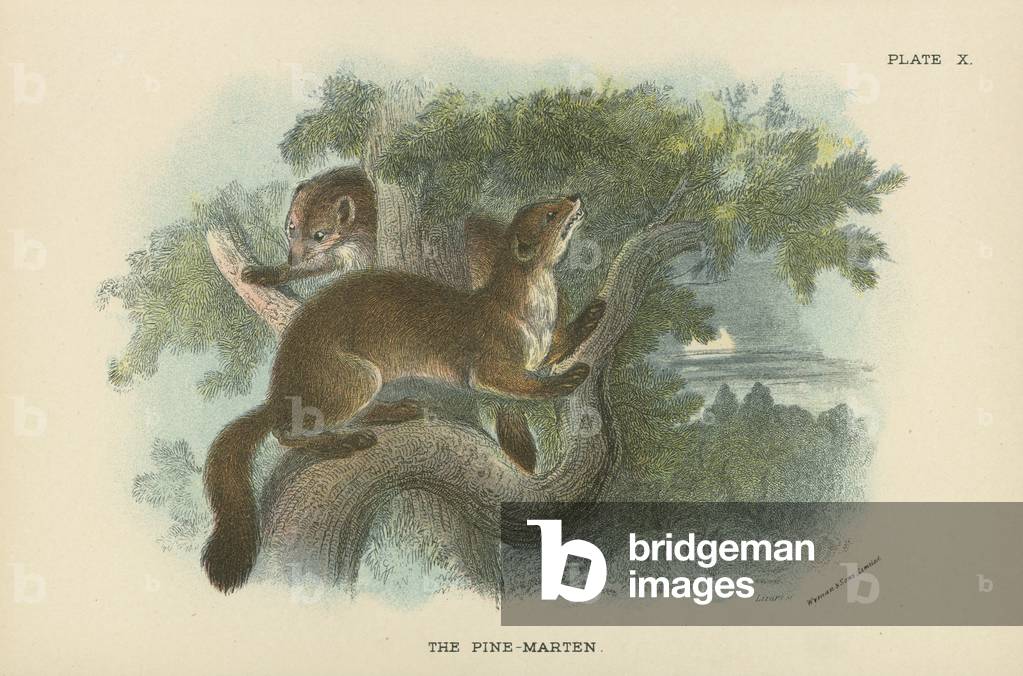 The Pine-Marten
