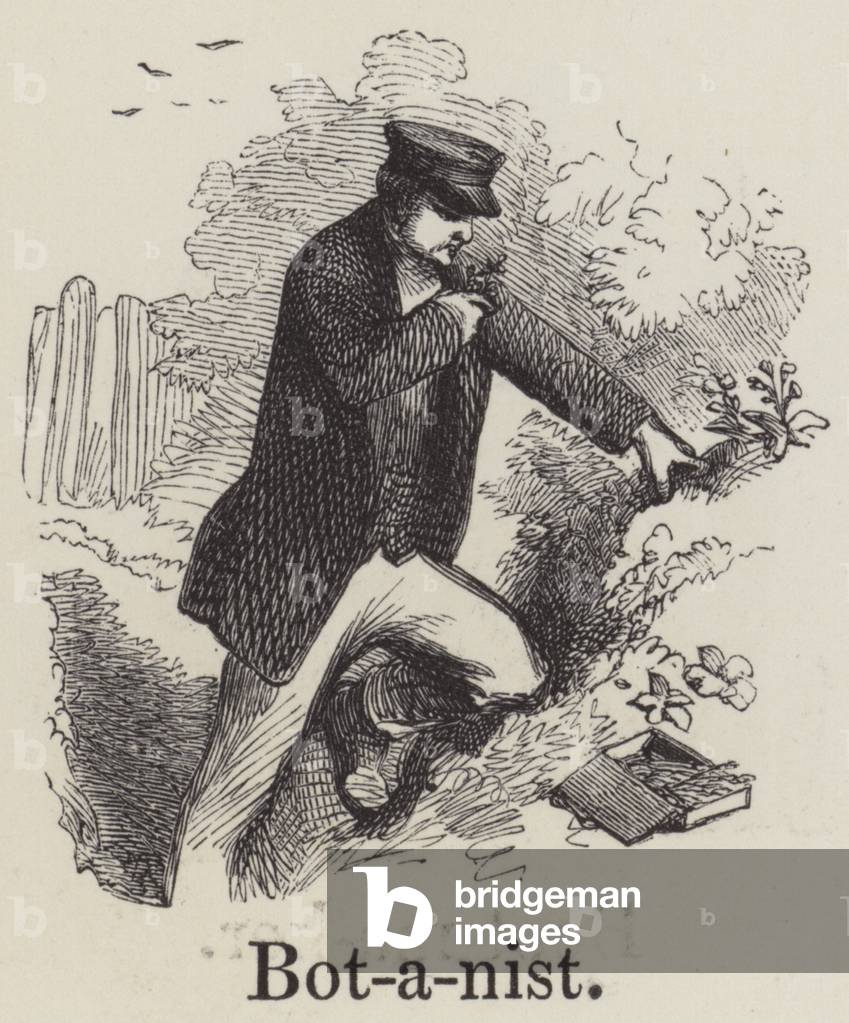 Botanist (engraving)