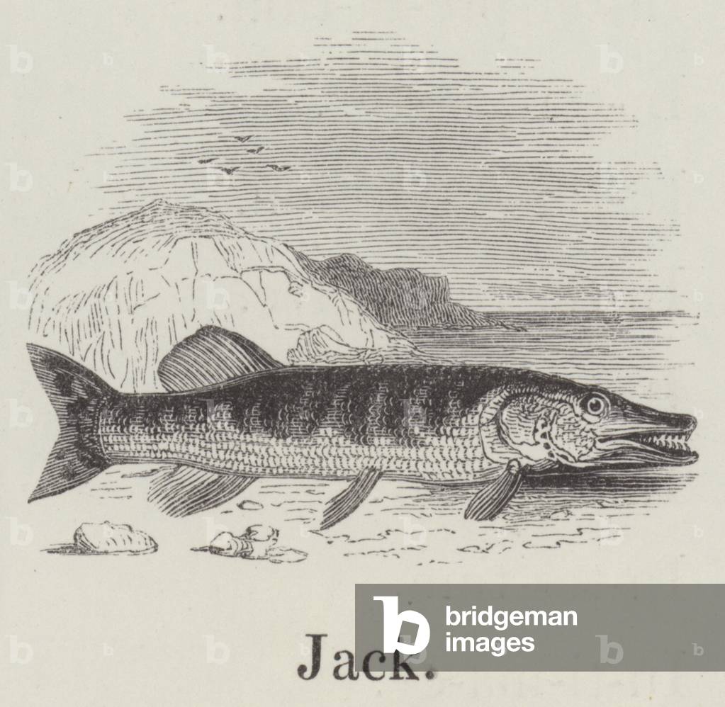 Jack (engraving)