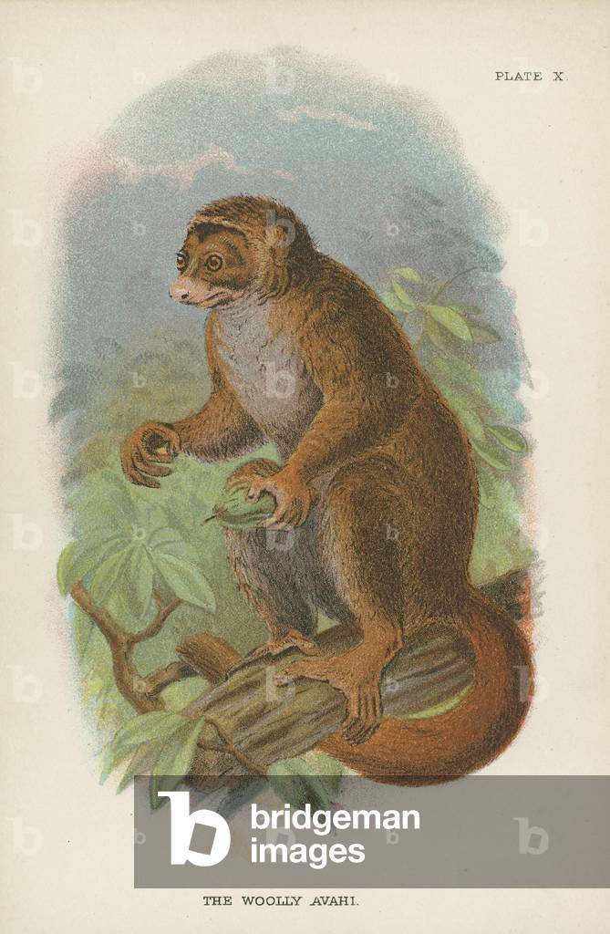 The Woolly Avahi (colour litho)
