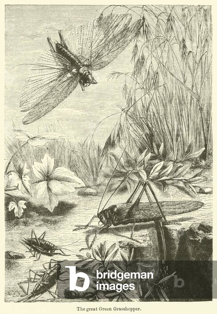 The great Green Grasshopper (engraving)