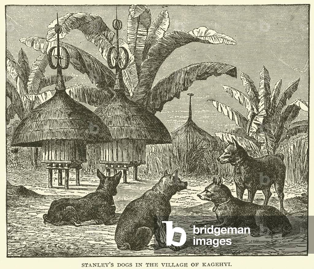 Stanley's Dogs in the Village of Kagehyi (engraving)
