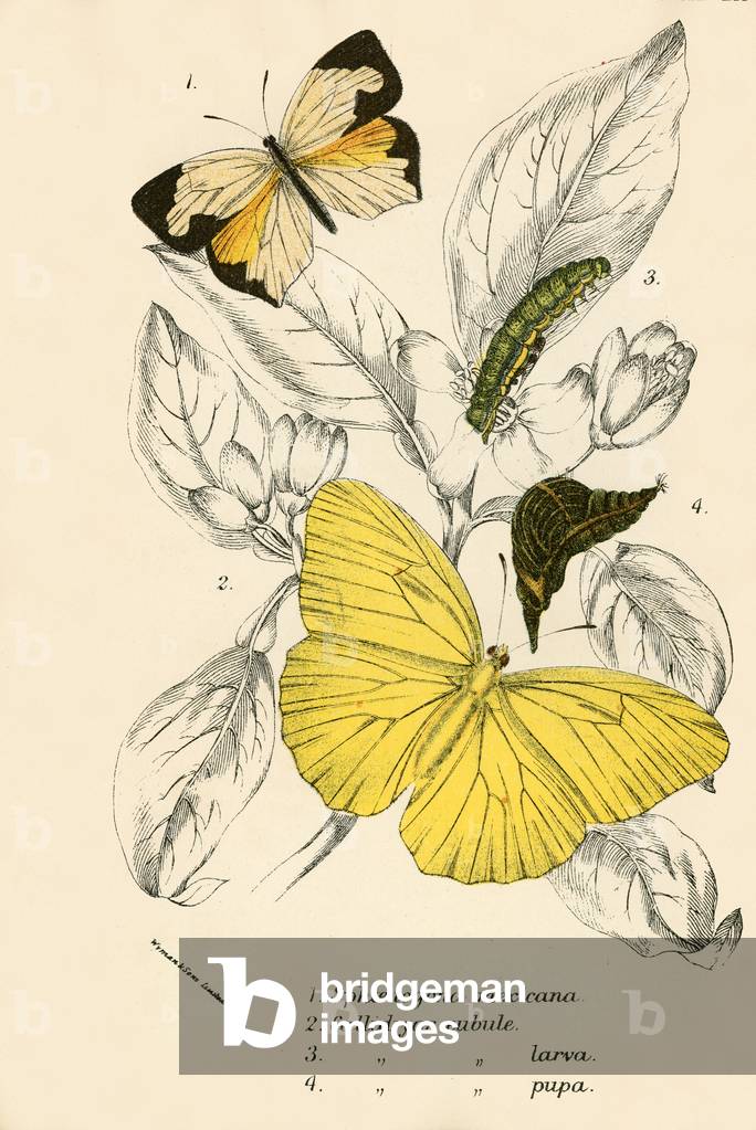 Butterflies