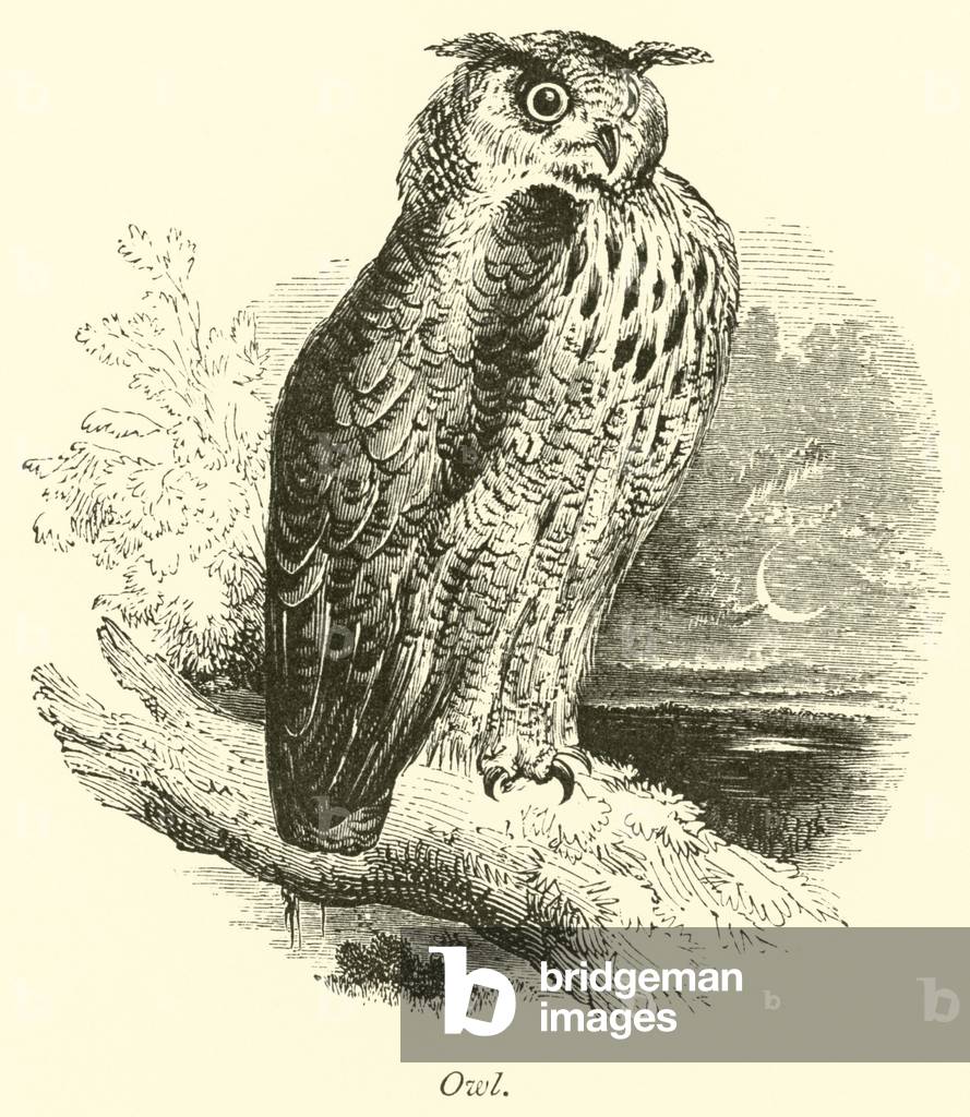 Owl (engraving)