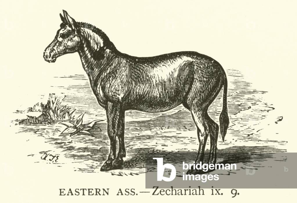 Eastern Ass, Zechariah, ix, 9 (engraving)