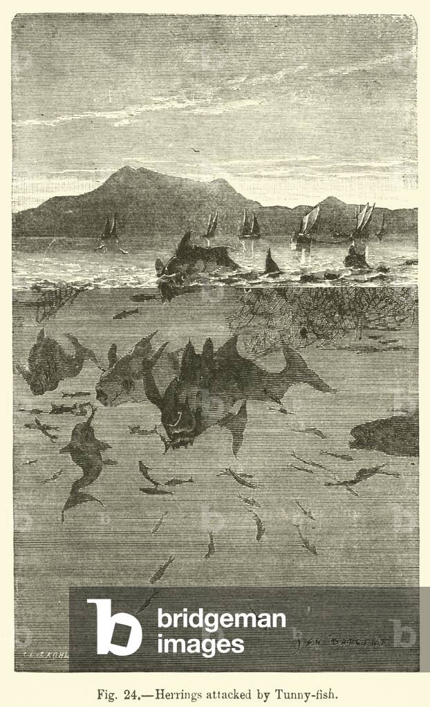 Herrings attacked by Tunny-fish (engraving)