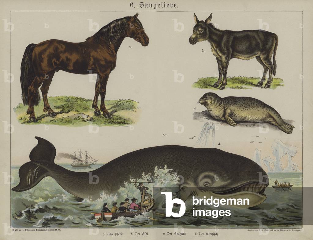 Animals (colour litho)