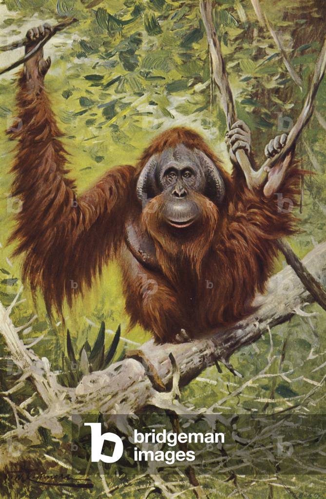 Orang (colour litho)