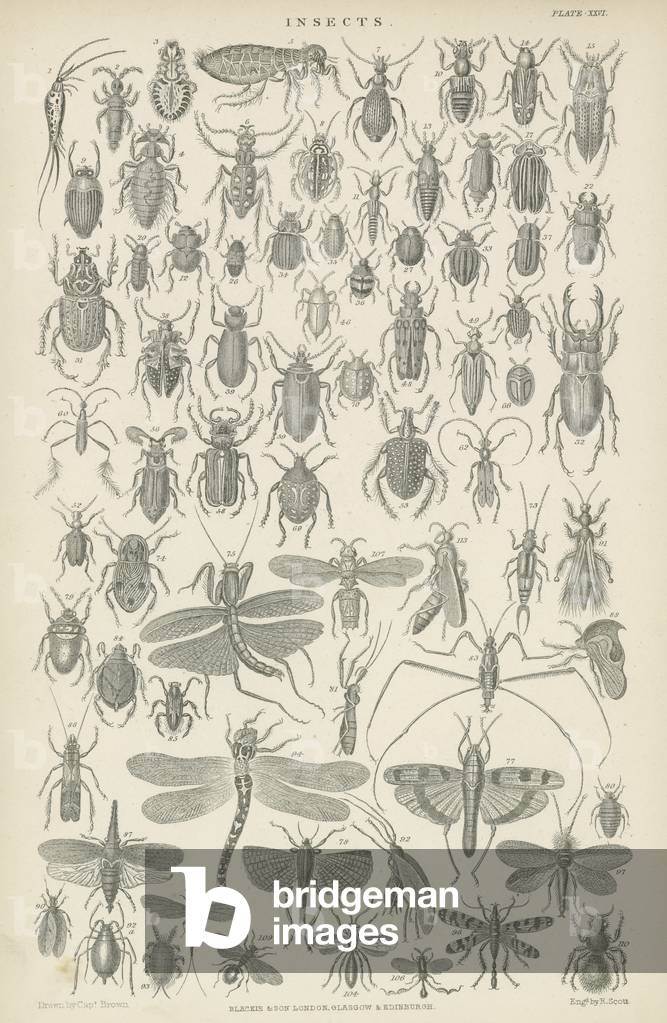 Insects (engraving)