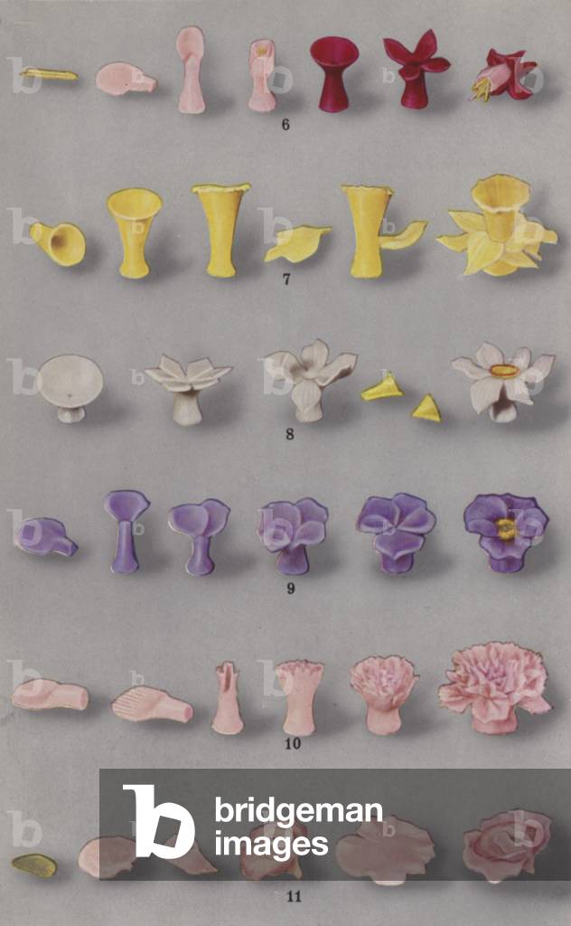 Illustration for marzipan brochure (colour photo)