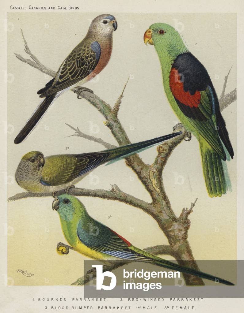 Bourkes Parrakeet, Red-Winged Parrakeet, Blood Rumped Parrakeet, Male, Female (colour litho)
