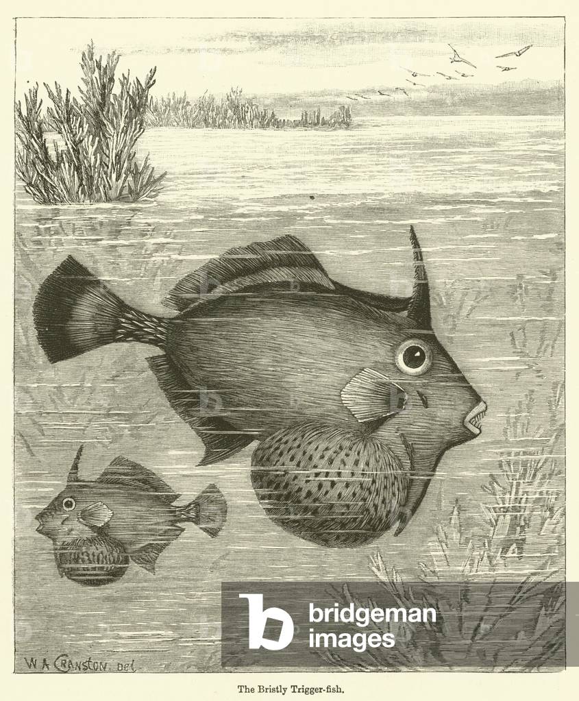The Bristly Trigger-fish (engraving)