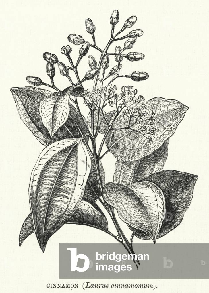 Cinnamon, Laurus cinnamomum (engraving)