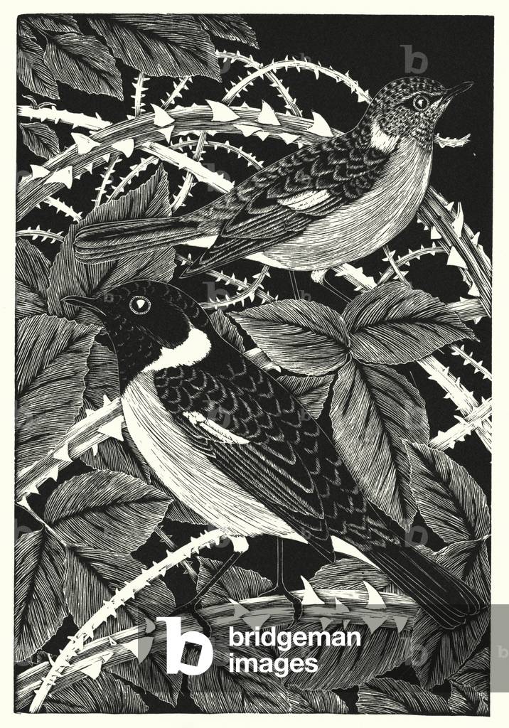 Stonechats (engraving)