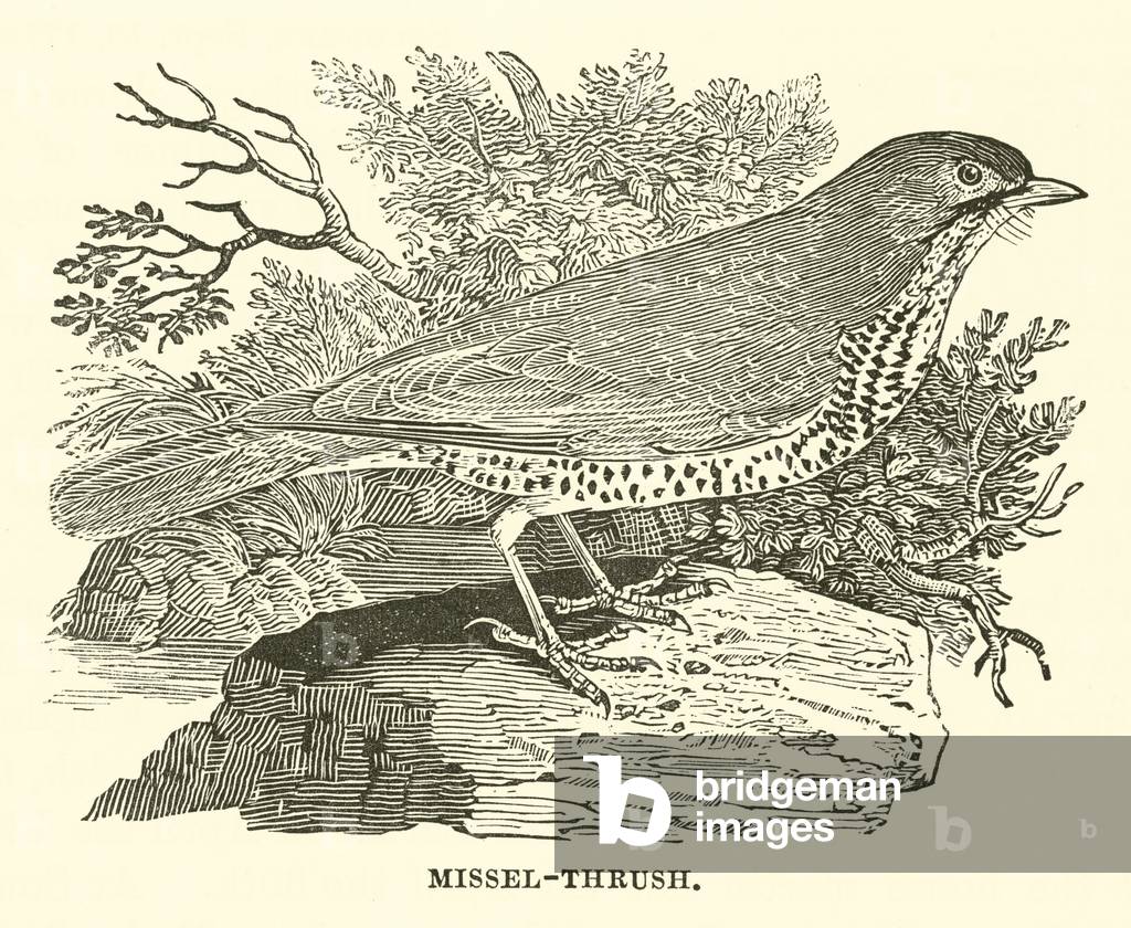 Missel-Thrush (engraving)