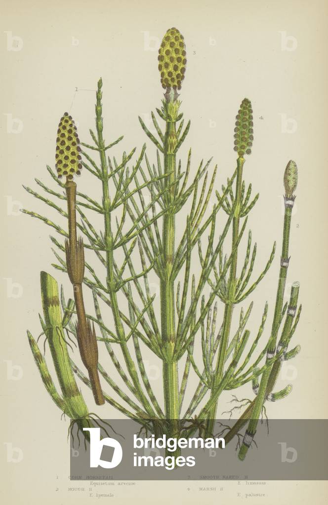 Corn Horsetail, Rough Horsetail, Smooth Naked Horsetail, Marsh Horsetail (colour litho)