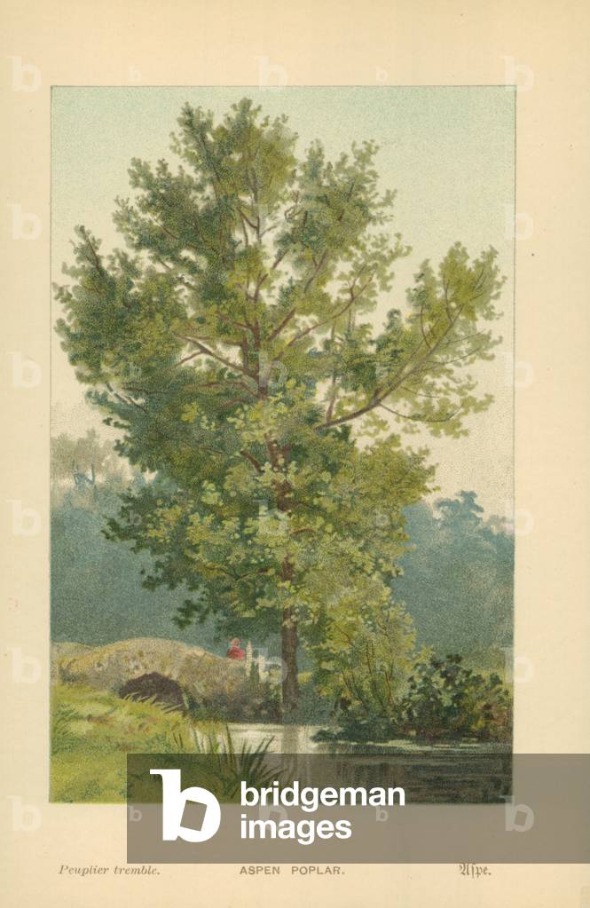 Aspen Poplar