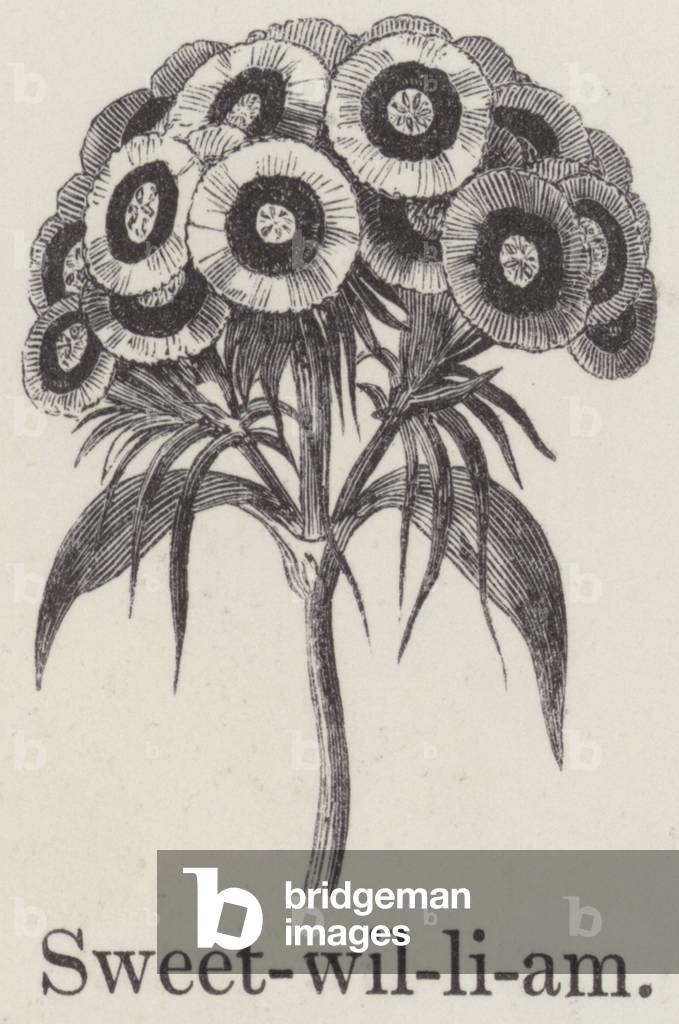 Sweet william (engraving)