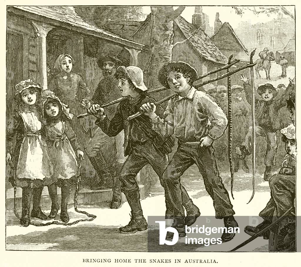 Bringing Home the Snakes in Australia (engraving)