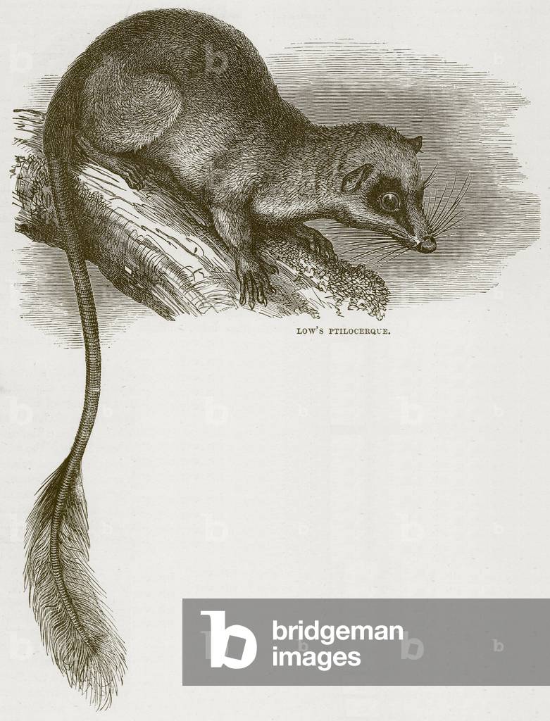 Low's Ptilocerque, illustration from Cassell's Natural History (litho)