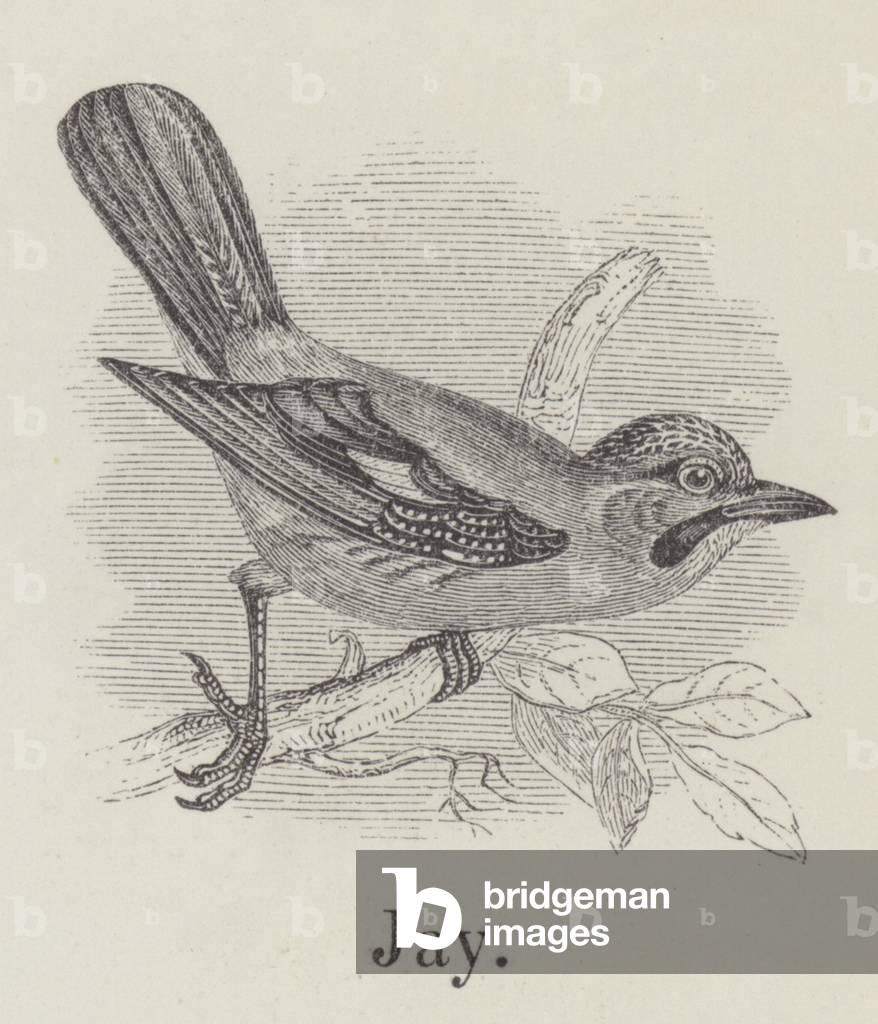 Jay (engraving)