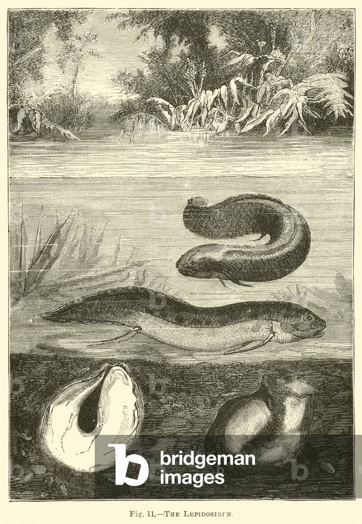 The Lepidosiren (engraving)