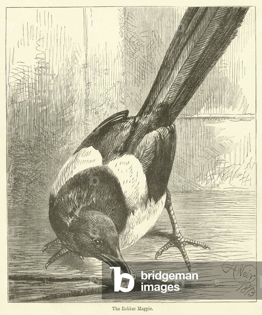 The Robber Magpie (engraving)