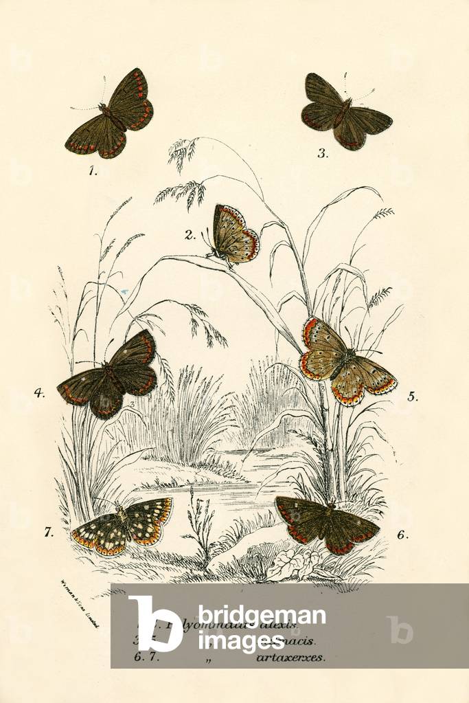 Butterflies