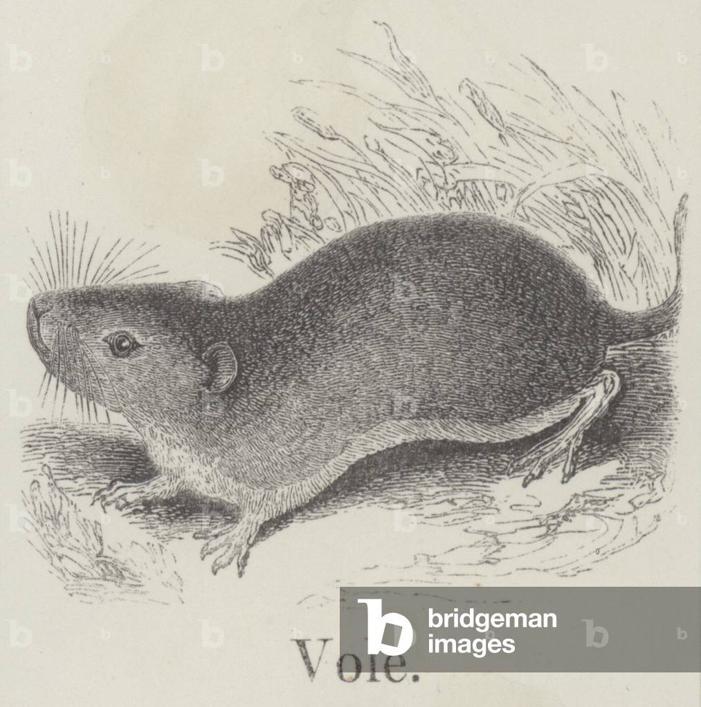 Vole (engraving)