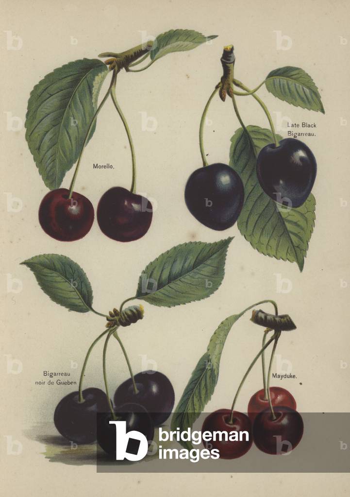 Morello, Late Black Bigarreau, Bigarreau noir de Gueben, Mayduke (chromolitho)