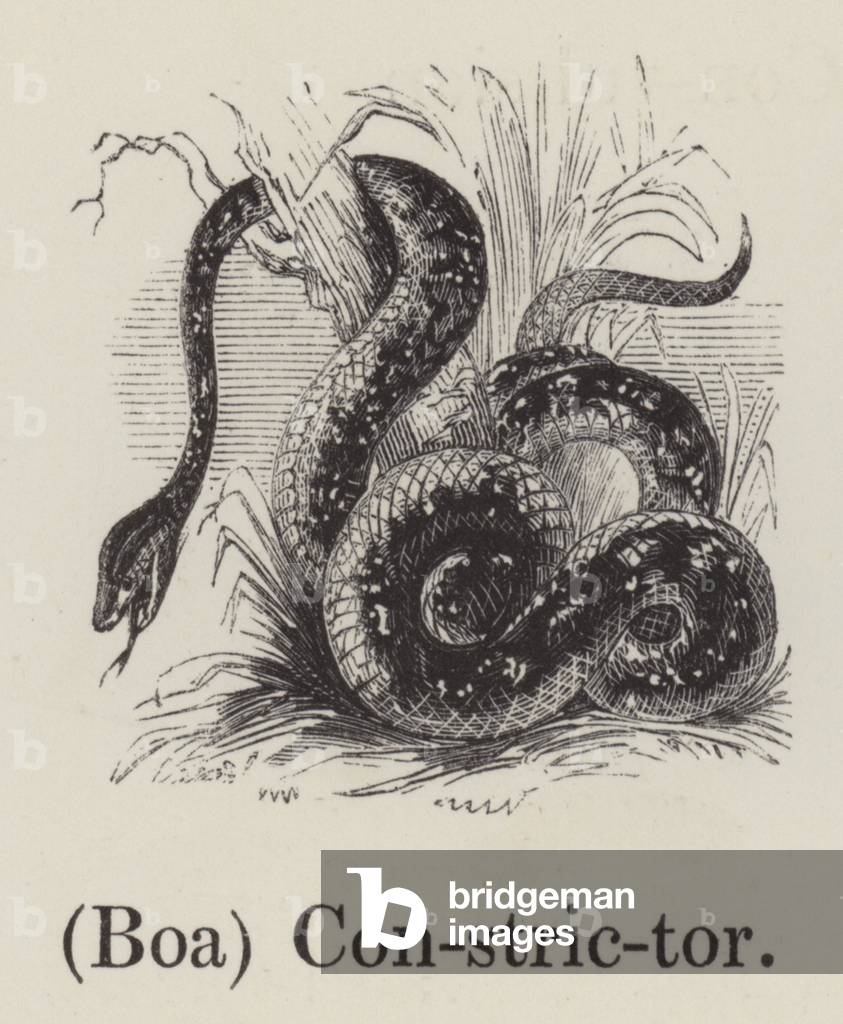 (Boa) Constrictor (engraving)