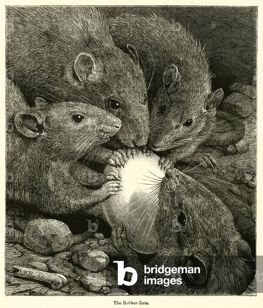 The Robber-Rats (engraving)