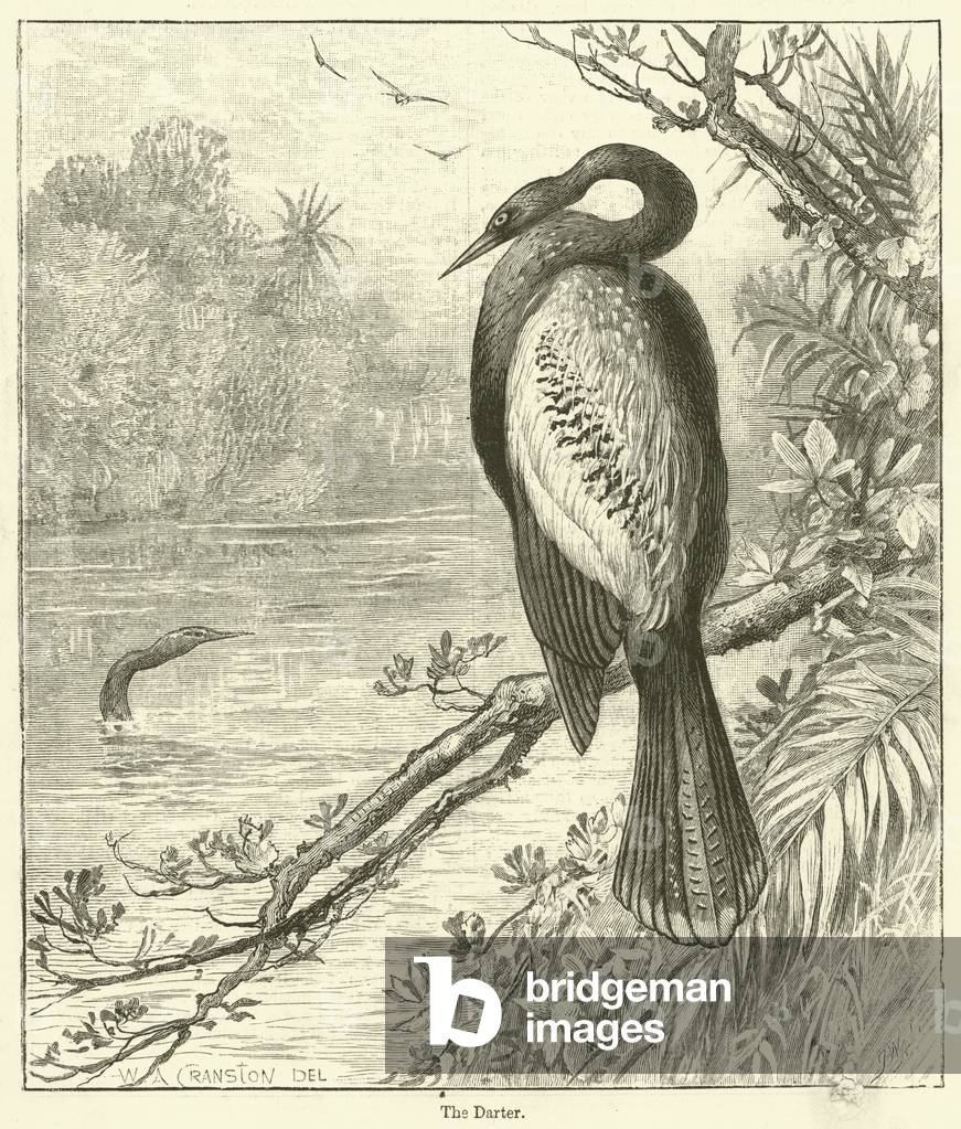 The Darter (engraving)