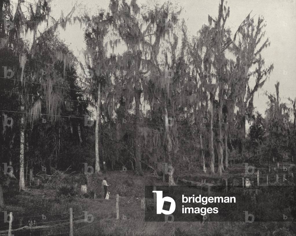 Spanish Moss near Baton Rouge, Louisiana (b/w photo)