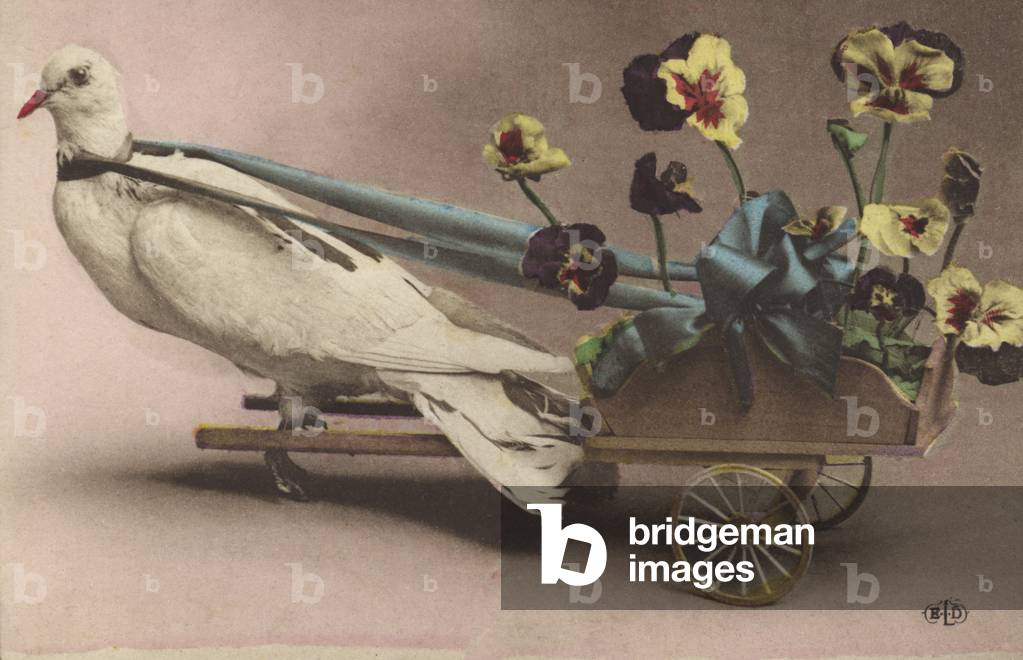 Dove pulling a wagon with pansies (photo)