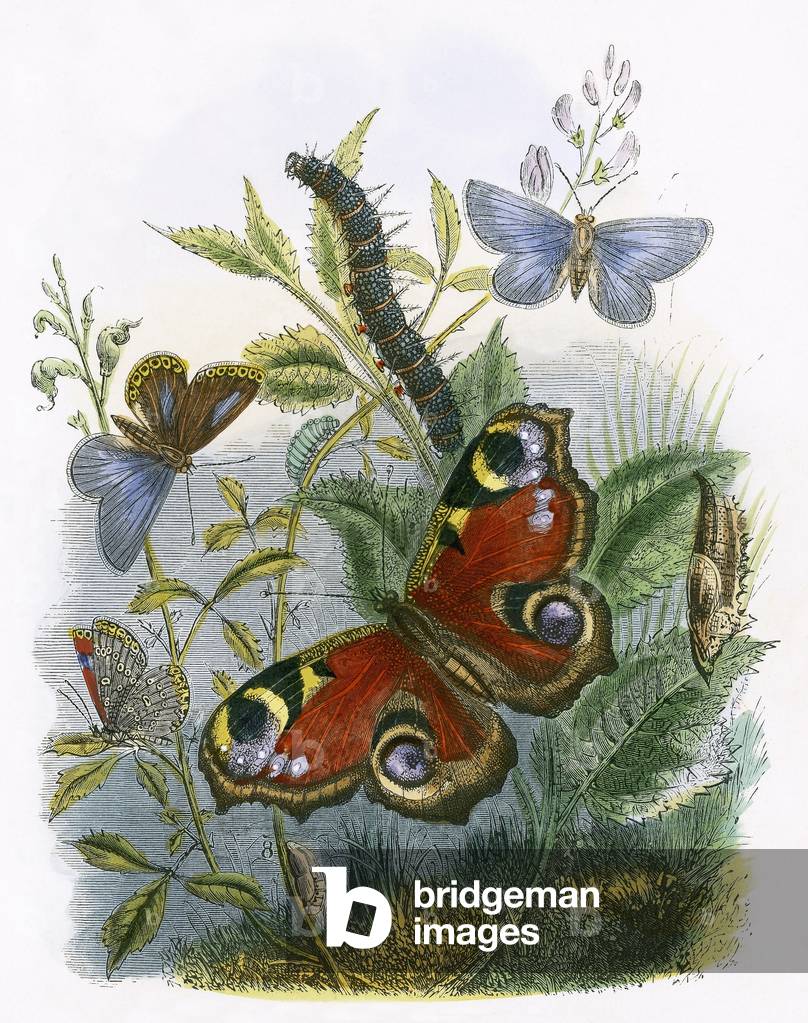 The Butterfly Vivarium