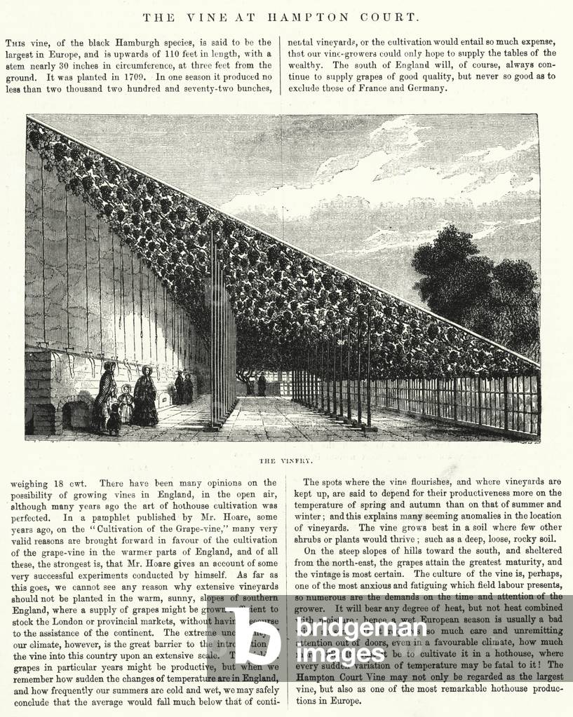 The Vine at Hampton Court (engraving)