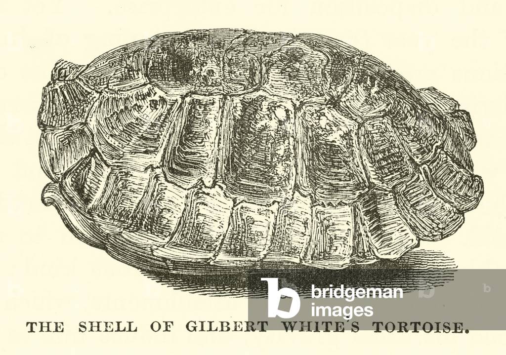 The Shell of Gilbert White's Tortoise (engraving)