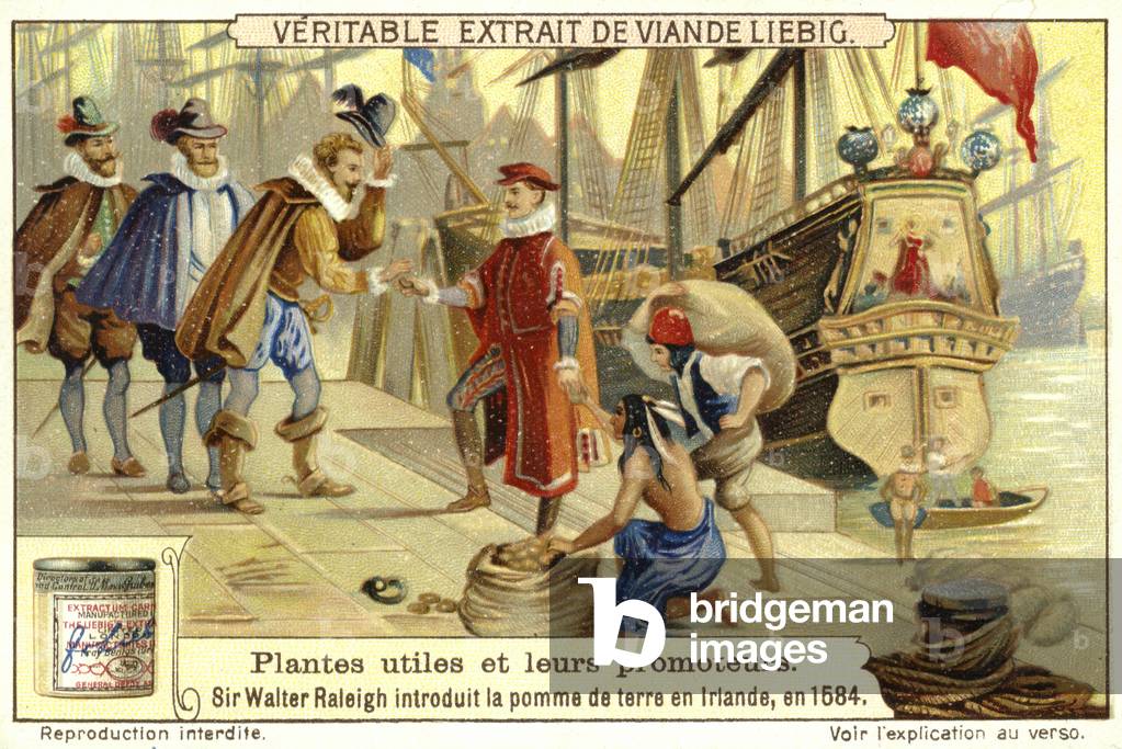 Sir Walter Raleigh introduces the potato to Ireland, 1584 (chromolitho)