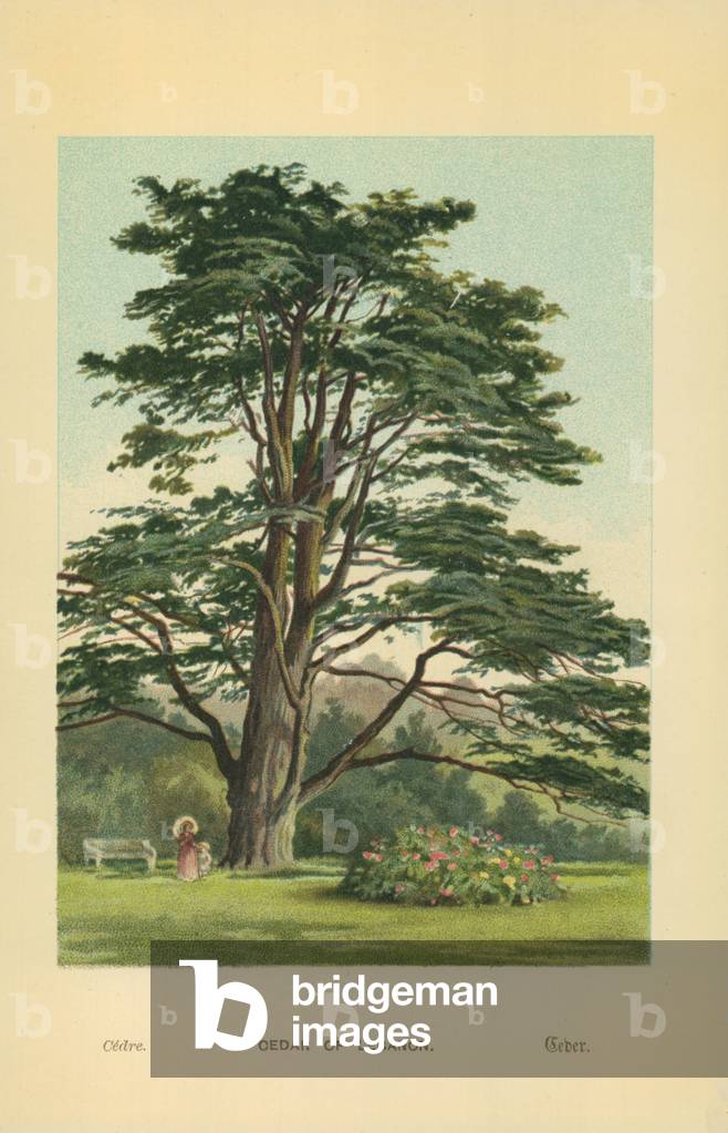 Cedro del Libano