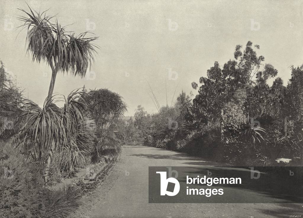 The Botanic Gardens, Grahamstown (b/w photo)