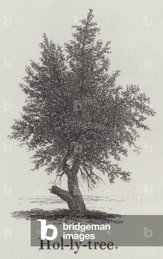 Hollytree (engraving)
