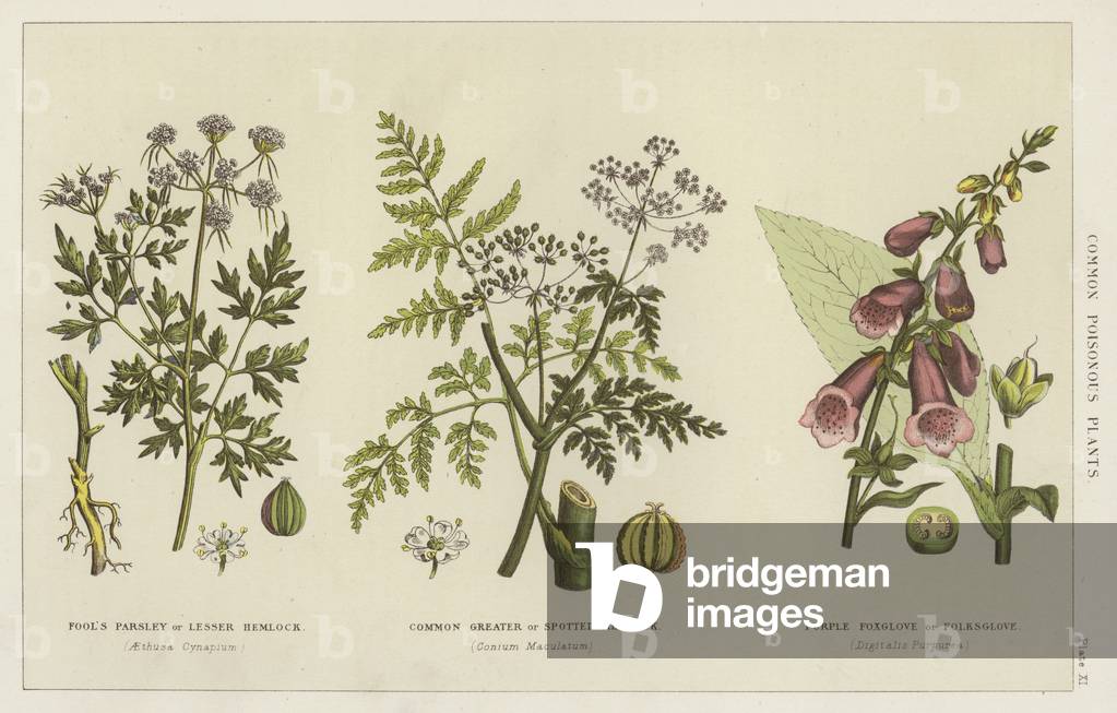 Common poisonous plants (engraving)