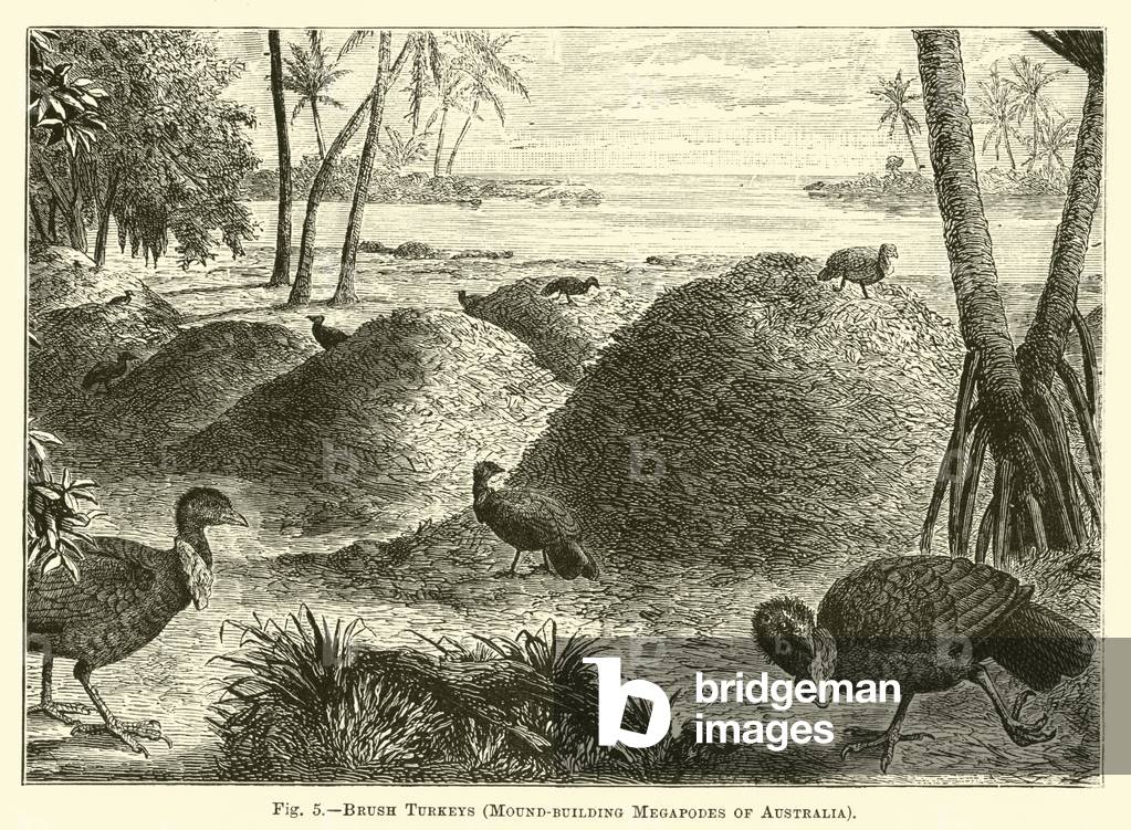 Brush Turkeys, Mound-building Megapodes of Australia (engraving)