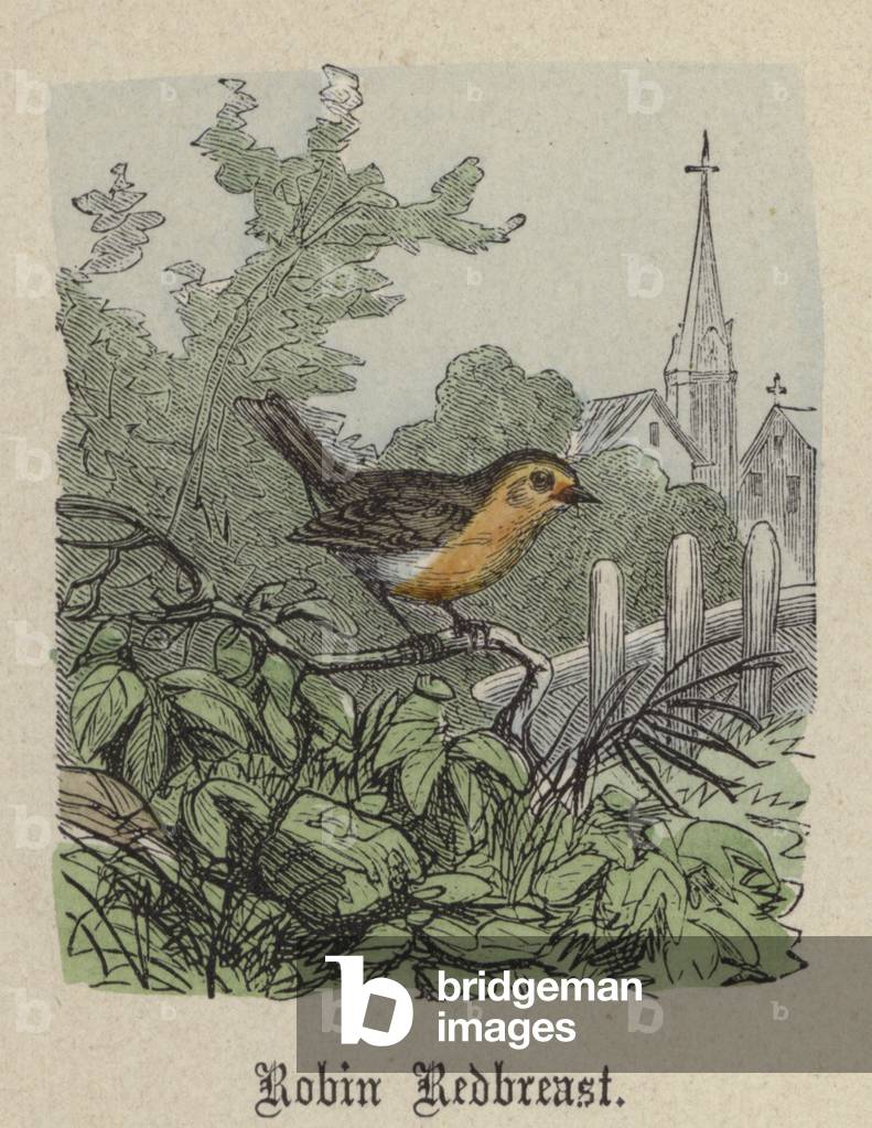 Robin Redbreast (coloured engraving)